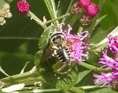 Megachile mendica