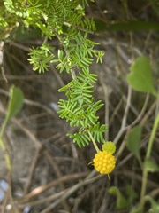 Acacia paradoxa
