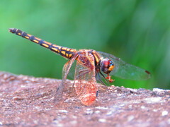 Trithemis festiva