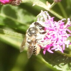 Megachile mendica