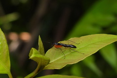 Odontomantis planiceps