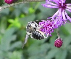Megachile mendica