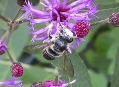 Megachile mendica