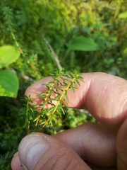 Empetrum nigrum