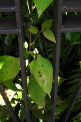 Deeringia polysperma