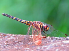 Trithemis festiva
