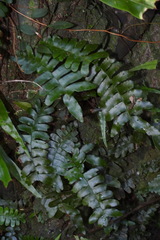 Arthropteris palisotii