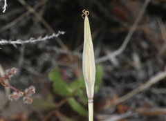 Calochortus dunnii