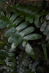 Arthropteris palisotii