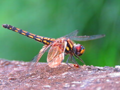 Trithemis festiva