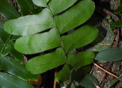 Arthropteris palisotii
