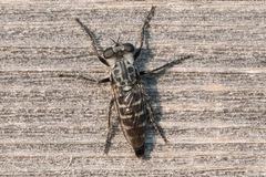 Cyrtopogon