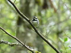 Setophaga nigrescens