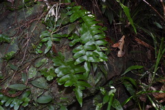 Arthropteris palisotii