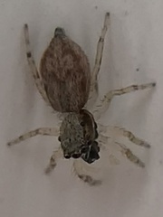 Menemerus bivittatus