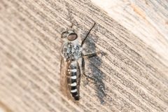 Cyrtopogon