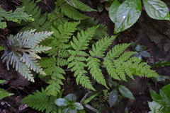 Tectaria devexa