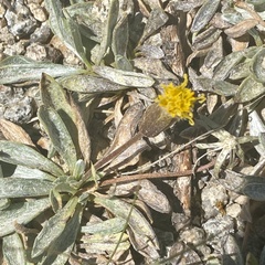 Raillardella argentea