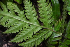 Tectaria devexa