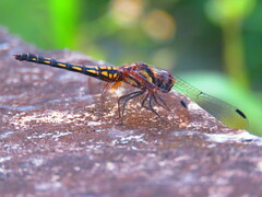 Trithemis festiva