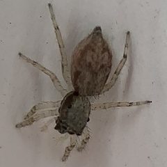Menemerus bivittatus