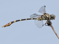 Phyllogomphoides stigmatus