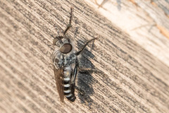 Cyrtopogon