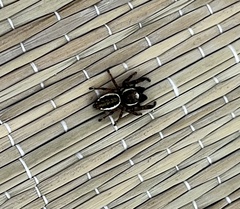 Eris militaris