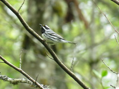 Setophaga nigrescens