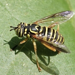 Spilomyia longicornis