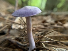 Cortinarius iodes