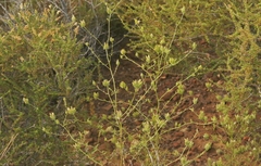 Cordylanthus rigidus setigerus