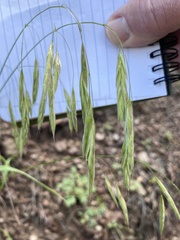 Bromus ciliatus