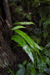 Leptochilus wrightii