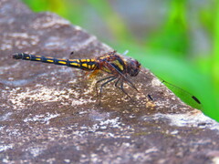 Trithemis festiva