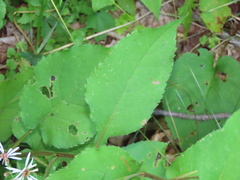 Eurybia macrophylla