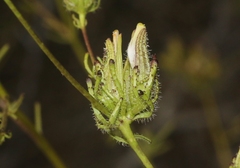 Cordylanthus rigidus setigerus