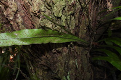Leptochilus wrightii