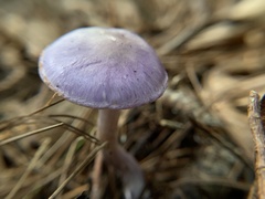 Cortinarius iodes