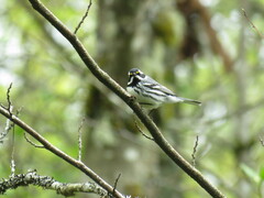 Setophaga nigrescens