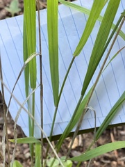 Bromus ciliatus