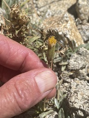 Raillardella argentea