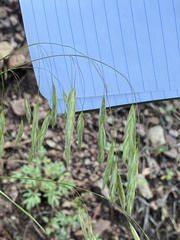 Bromus ciliatus