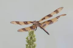 Celithemis eponina