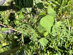 Hibiscus laevis