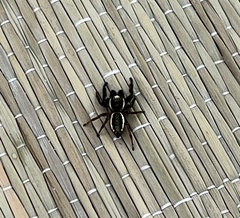 Eris militaris