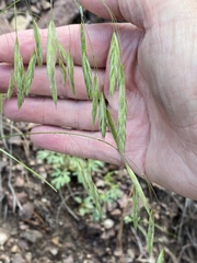 Bromus ciliatus