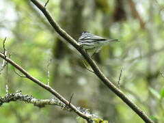 Setophaga nigrescens