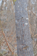 Pseudobombax ellipticum