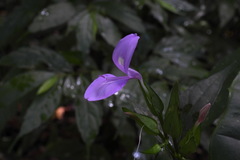 Dicliptera tinctoria